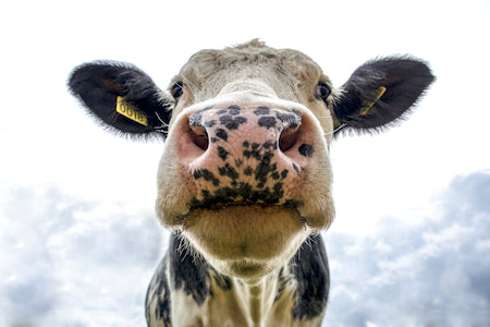 cute cow with freckled nose cute cow with freckled nose